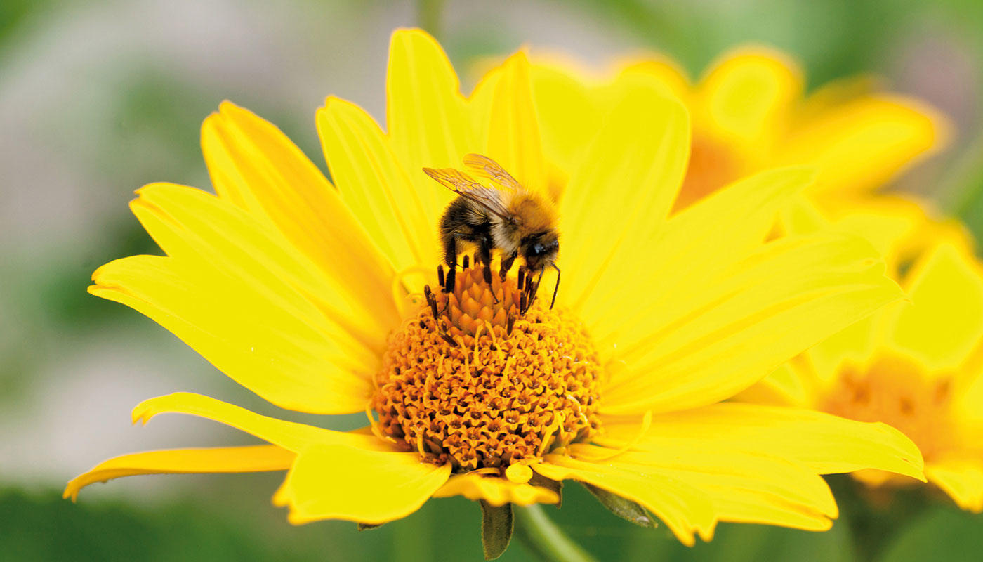 Honigmonitoring Honigmonitoring