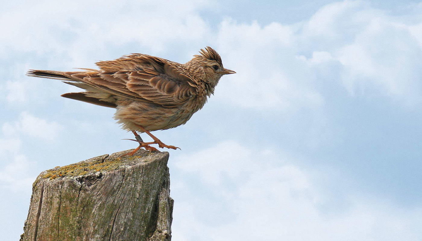Heimat für 40 gefährdete Vogelarten Heimat für 40 gefährdete Vogelarten