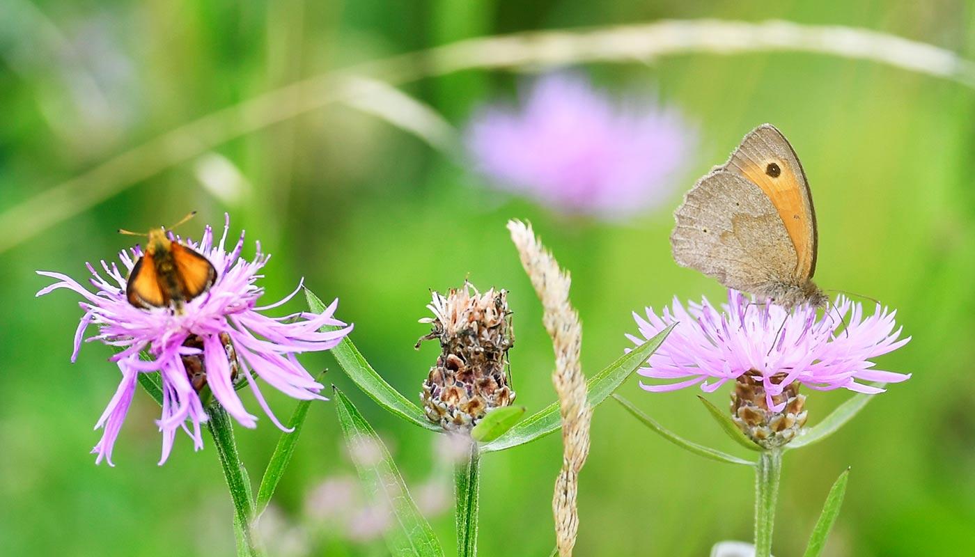 Flughafen München legt Biotop für seltene Schmetterlinge an Schmetterlinge in der Flughafenwiese