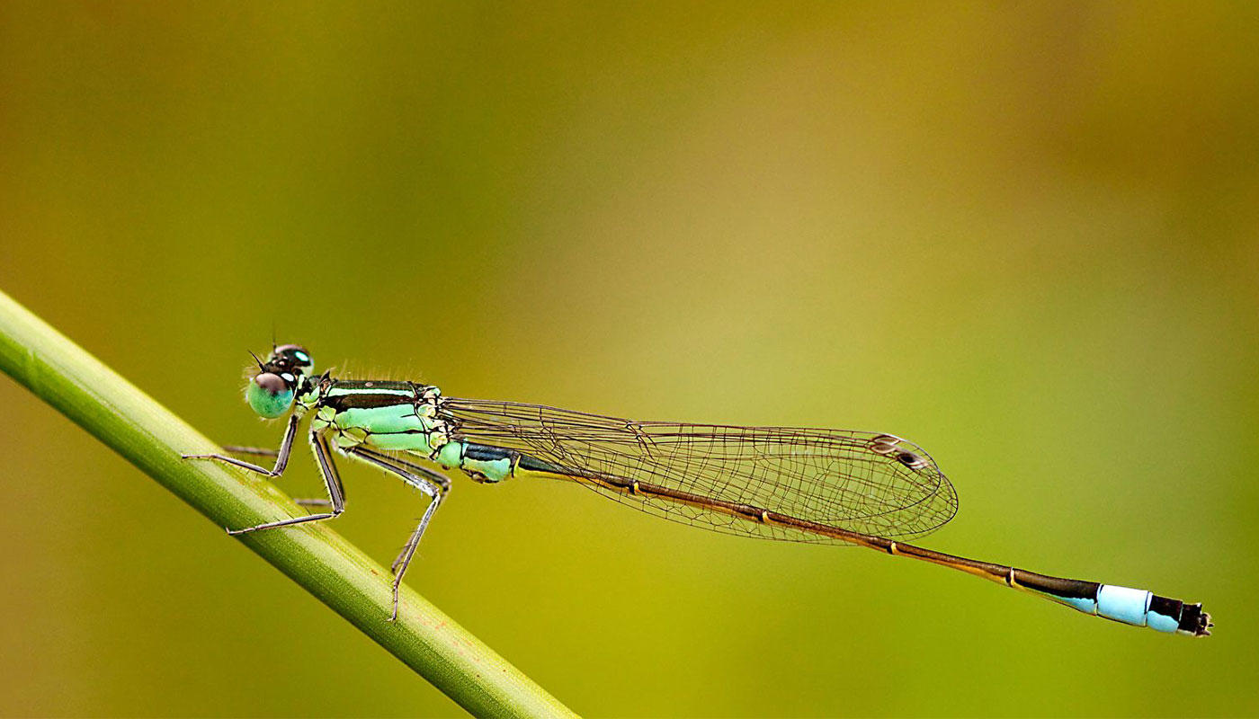 Vogel-Azurjungfer Die Vogel-Azurjungfer wird in der Roten Liste Bayern als "vom Aussterben bedroht" geführt. Die Art besiedelte ursprünglich vermutlich Quellbäche im Niedermoorbereich, sie hat sich erst im Zuge der Moorkultivierung Ende des 18./Anfang des 19. Jahrhunderts auf Gräben spezialisiert.
