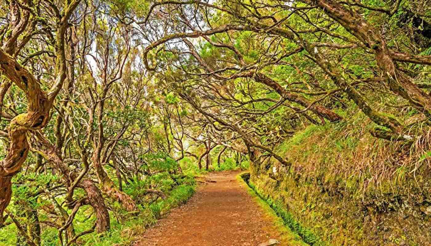 Levada-Wanderung durch den "mystischen Wald" auf Madeira Levada-Wanderung durch den "mystischen Wald" auf Madeira