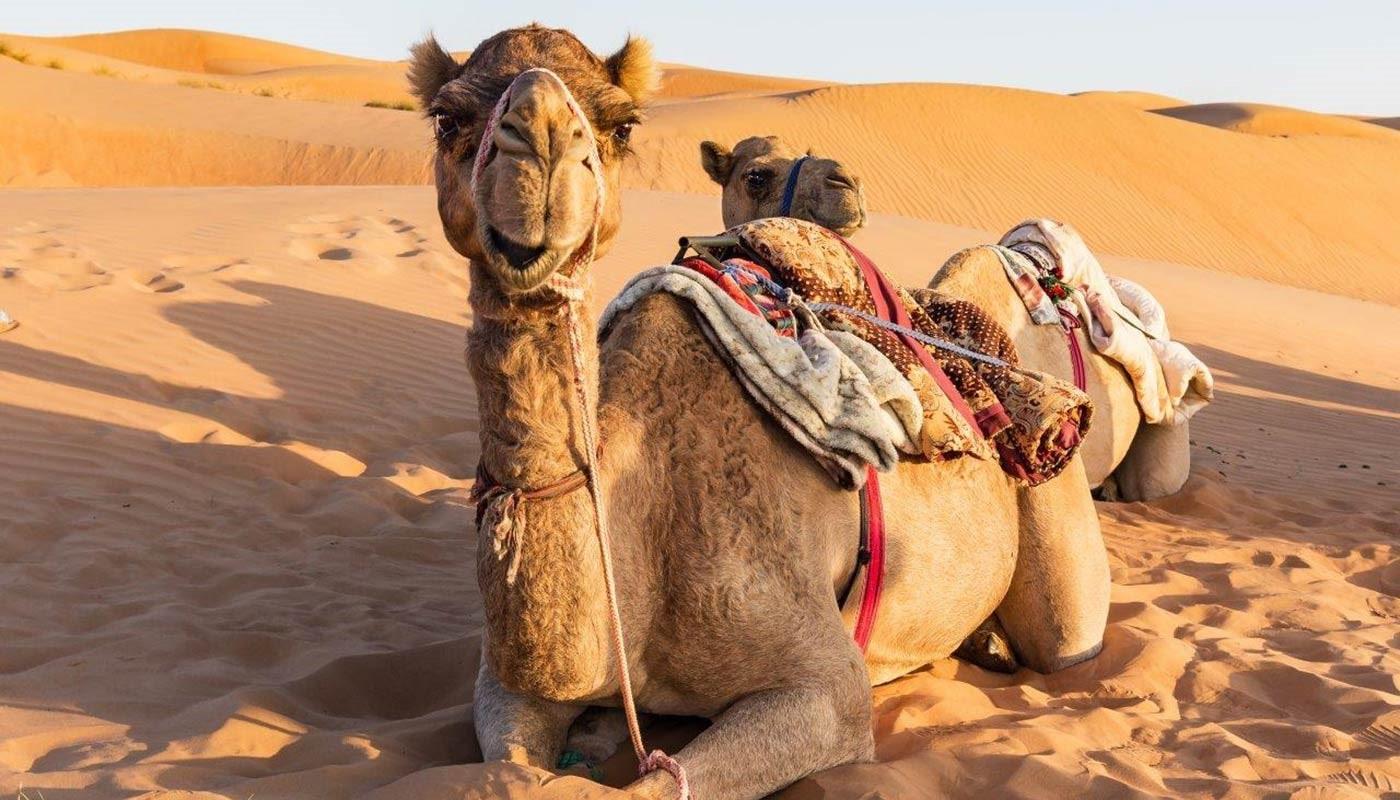 Kamel in der Wüste im Oman Kamel in der Wüste im Oman