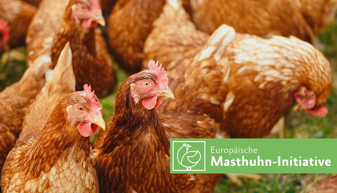 European broiler chicken initiative European broiler chicken initiative