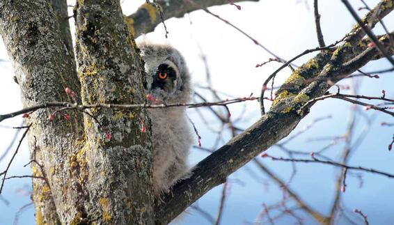 Eine Familie mit fünf Jungvögeln der nachtaktiven Greifvogelart lebt in einem Baum unweit des Besucherhügels, der von der Eulenmutter bestens bewacht wird. 