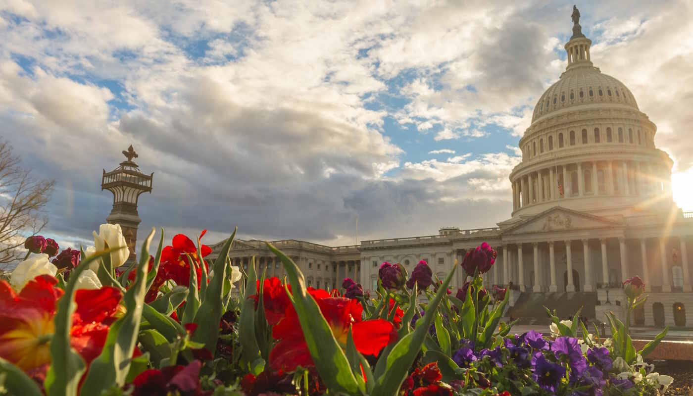 US-Kapitol im Frühling – Washington, D.C. US-Kapitol in Washington, D.C. mit Blumen im Vordergrund