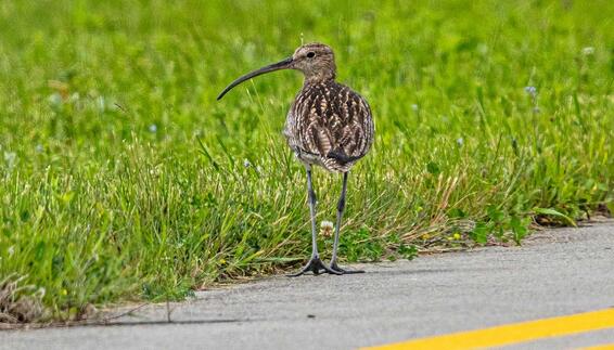 Großer Brachvogel am Flughafen München