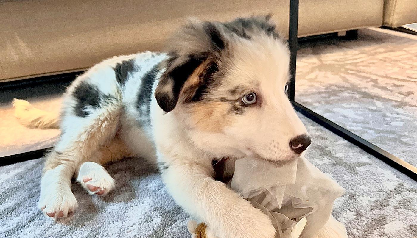 Haustier-Silvester Package Haustier-Silvester Package