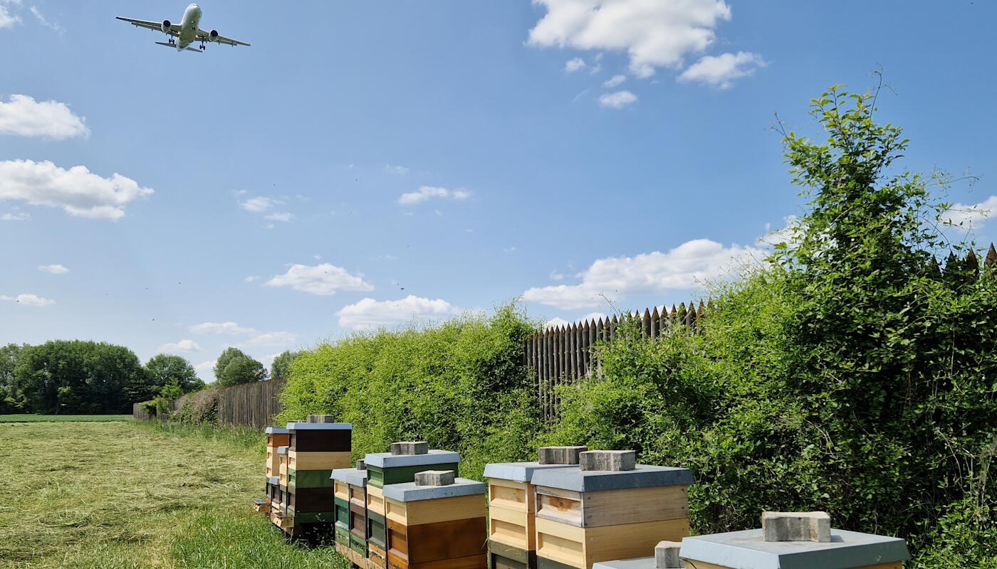 Binenenkästen am Standort MAN Flughafenbienenstandort MAN mit Flugzeug
