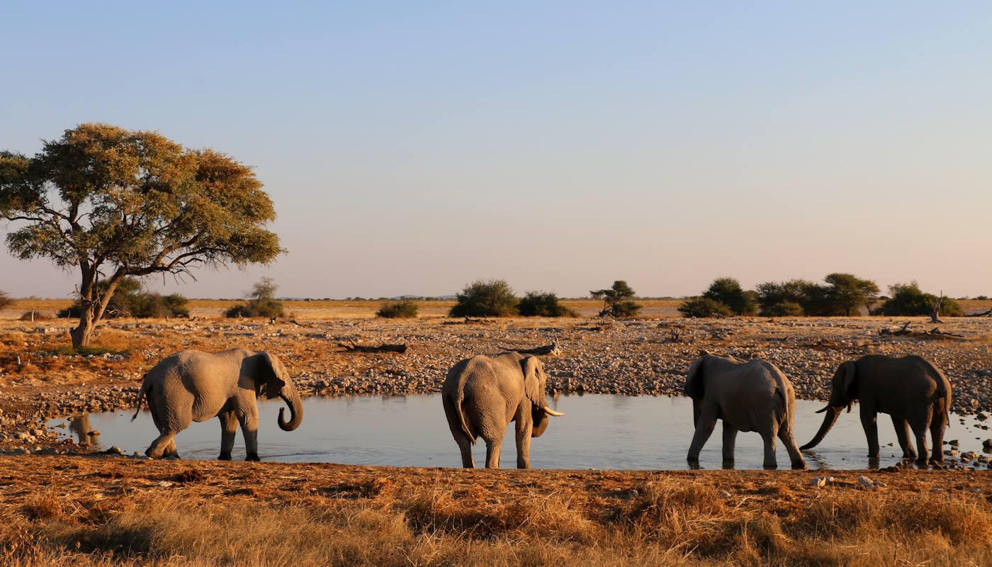 Auf den Spuren der berühmtberüchtigten Big 5 in Namibia Auf den Spuren der berühmtberüchtigten Big 5 in Namibia