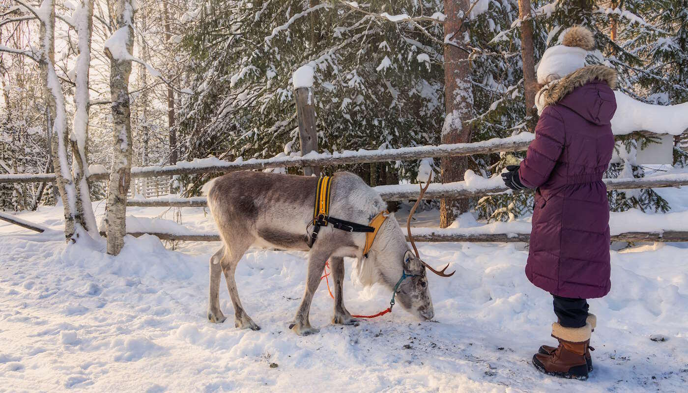Rentier mit Mädchen in Lappland, Finnland Winterliche Szene in einer verschneiten Waldlandschaft. Ein Rentier mit Geweih trägt ein gelbes Geschirr, während es am Boden nach Futter sucht. Daneben steht ein Mädchen in einem langen Wintermantel, warmen Stiefeln und Mütze. Im Hintergrund sieht man schneebedeckte Bäume und einen Holzzaun.