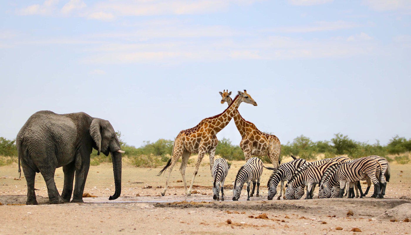 Mit Discover Airlines nach Afrika Mit Discover Airlines nach Afrika
