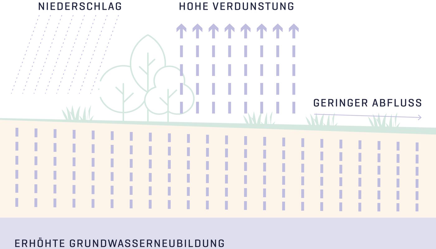 Wasserhaushalt: Erhöhte Grundwasserneubildung Erhöhte Grundwasserneubildung